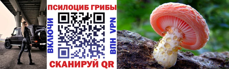 где можно купить наркотик  Злынка  Галлюциногенные грибы мицелий 
